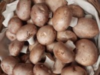 Cogumelo Portobello (200g) - Beira do Rio