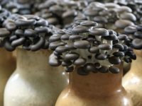 Cogumelo Shimeji Preto (200g) - Beira do Rio
