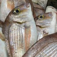 Pargo inteiro limpo (600g) congelado - Catavento